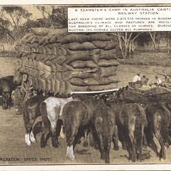 Postcard - 'A Teamster's Camp in Australia Carting Wheat to a Railway Station', Commonwealth Immigration Office, circa 1922