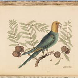 Blue bird with a yellow head and under wing, perched on a branch.