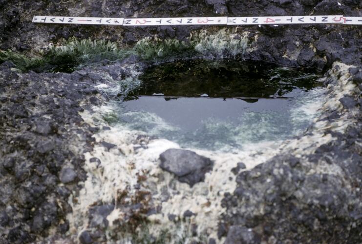 Rock Pool with Green Algae, Macquarie Island, Tasmania, 1959