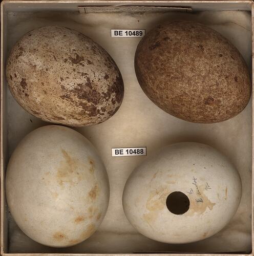 Four bird eggs with specimen labels in box.