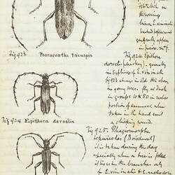 Page from a diary showing illustrations of insects.