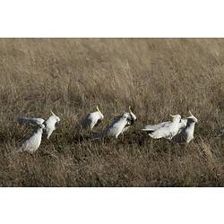 Flock of white cockatoos on ground.