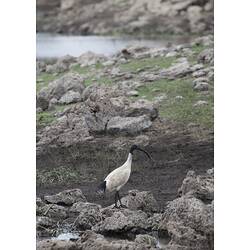 White Ibis on rocky and muddy ground, water in background.