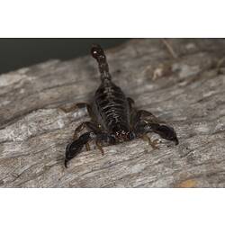 <em>Urodacus manicatus</em>, Black Rock Scorpion. Grampians National Park, Victoria.