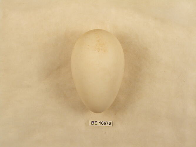 Bird egg with specimen label.