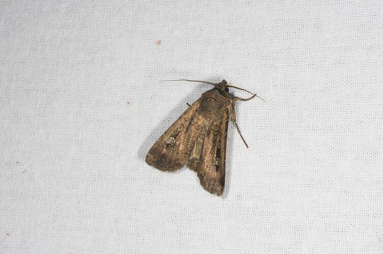 <em>Agrotis infusa</em>, Bogong Moth. Grampians National Park, Victoria.