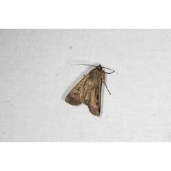 <em>Agrotis infusa</em>, Bogong Moth. Grampians National Park, Victoria.