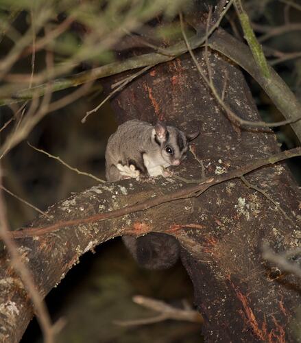 A Sugar Glider sitting on a branch of a tree, at night.