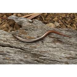 Brown striped lizard with red tail on wood.