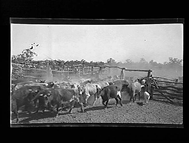 Negative - Cattle in Stockyard