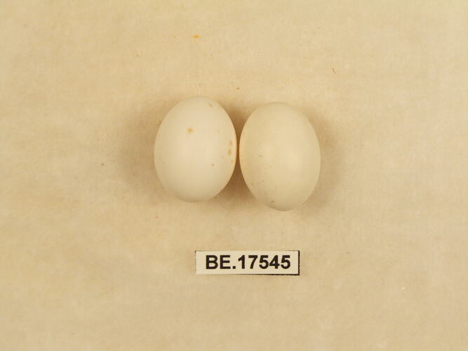 Two bird eggs with specimen label.