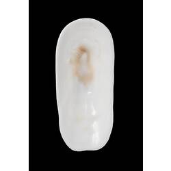 <em>Scutus (Scutus) antipodes</em>, Elephant Snail, shell.  Registration no. F 178971.