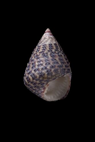 <em>Thalotia conica</em>, Conical Top Shell, shell.  Registration no. F 178327.