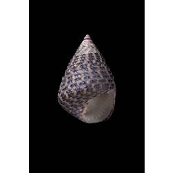 <em>Thalotia conica</em>, Conical Top Shell, shell.  Registration no. F 178327.