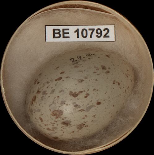 Bird egg with specimen label in round box.