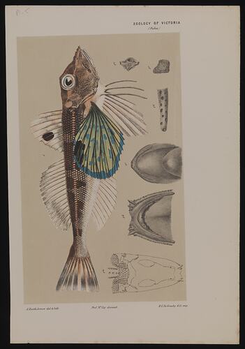 Lithographic print and coloured pencil image of a fish.