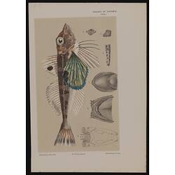 Lithographic print and coloured pencil image of a fish.