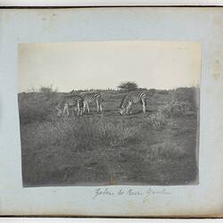 Photograph Album - Boer War, circa 1902