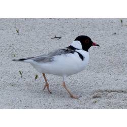 A Hooded Plover on a beach