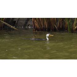 <em>Microcarbo melanoleucos</em>, Little Pied Cormorant. Carlton Gardens, Melbourne, Victoria.