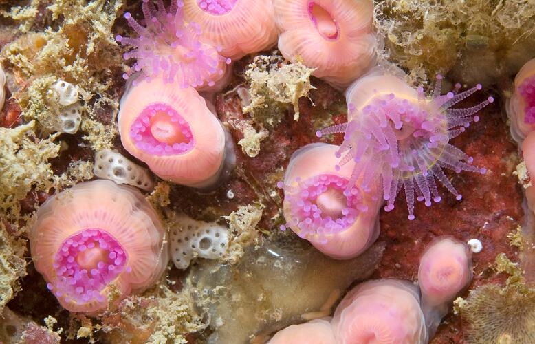 Group of open and closed Jewel anemones