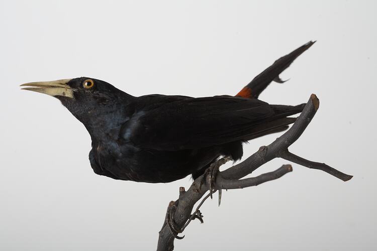 Taxidermied bird specimen with black feathers and pale beak, perched on a branch.