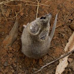 Fat-tailed Dunnart.