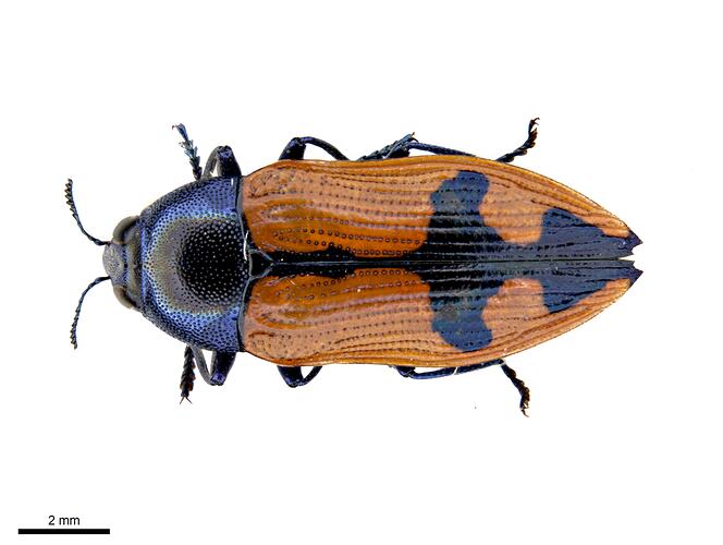 Pinned blue and red jewel beetle specimen, dorsal view.