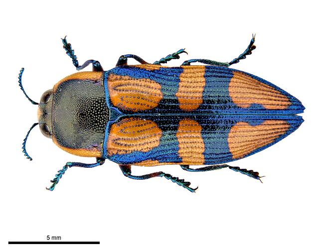 Pinned blue and black jewel beetle specimen, dorsal view.