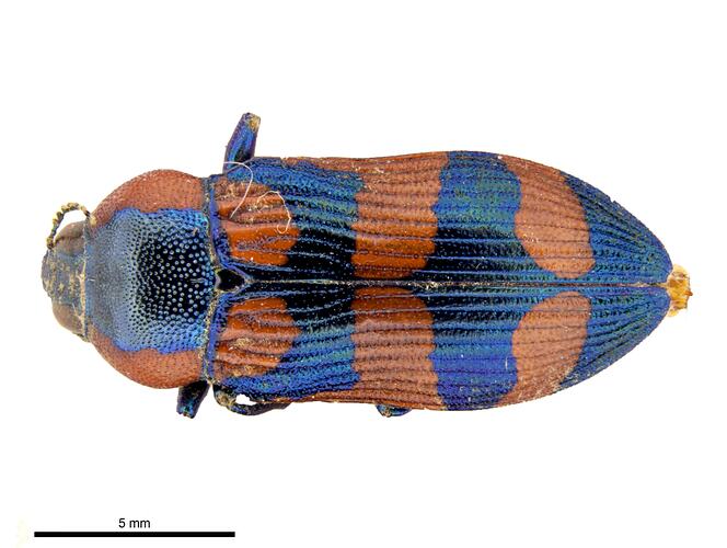 Pinned red and blue jewel beetle specimen, dorsal view.
