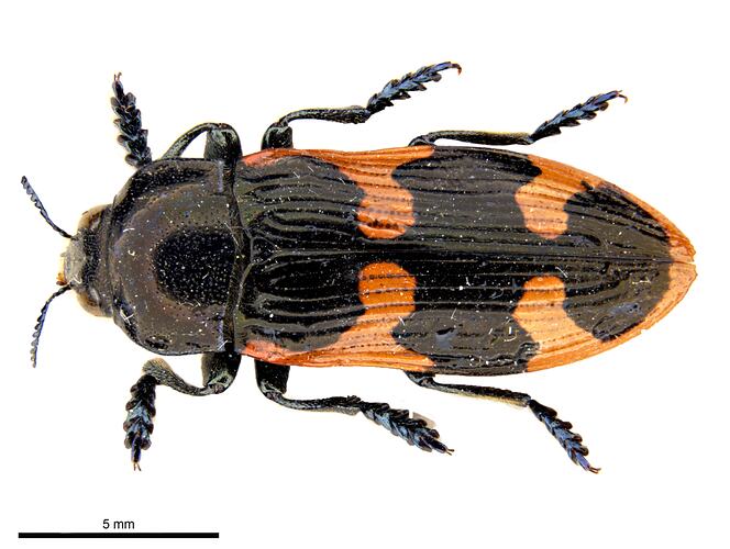 Pinned orange and black jewel beetle specimen, dorsal view.