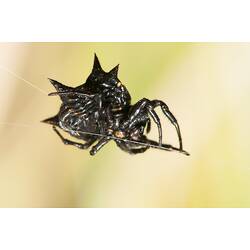 Spiny black spider on thread of web.
