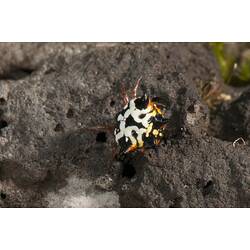 <em>Austracantha minax</em>, Spiny Spider. Budj Bim Cultural Heritage Landscape
