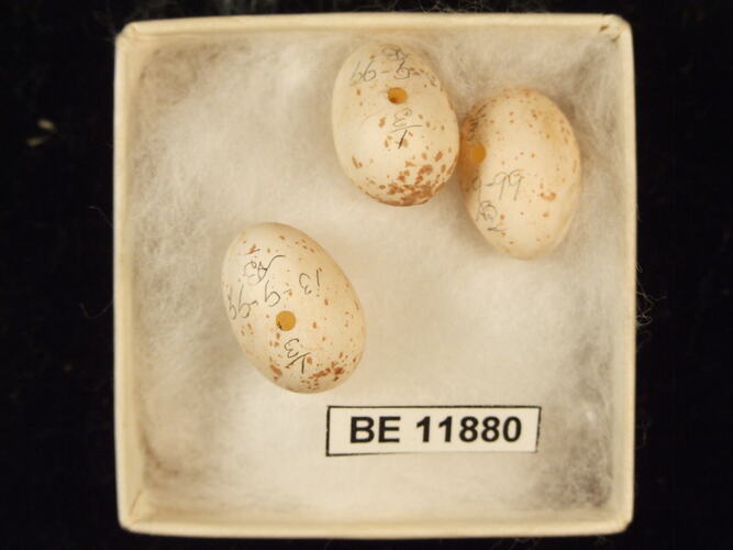 Three bird eggs with specimen label in box.