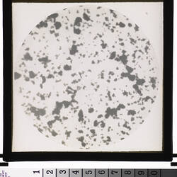 Microscopic View of Emulsion Grains, History of Photography & Emulsion Making, circa 1950s