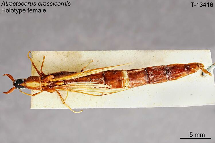 Beetle specimen, female, dorsal view.