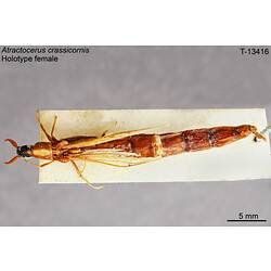 Beetle specimen, female, dorsal view.