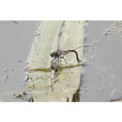 Dark dragonfly on leaf in water, abdomen bent.
