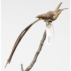 Taxidermied bird with long tail mounted on branch.