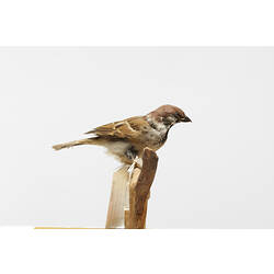 Taxidermied Sparrow with labels, side view.