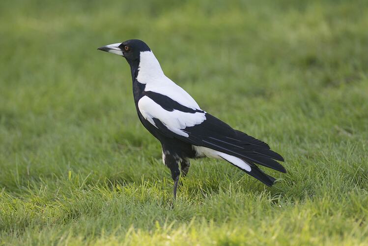 Black and shite bird standing on grass.