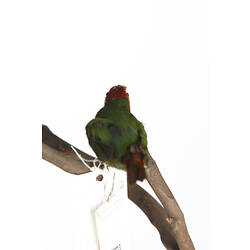 Small red and green bird specimen, rear view.