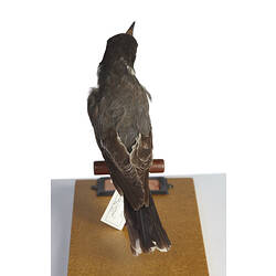 Grey and white bird specimen mounted on perch, rear view.