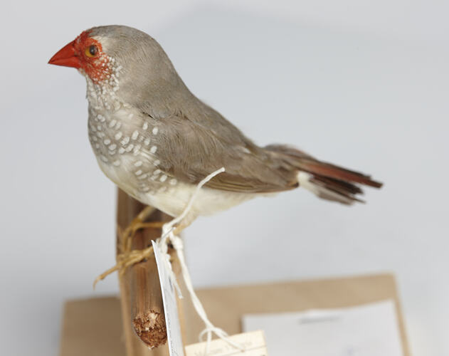 Mottled grey bird speicmen with red face, side view.