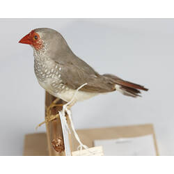 Mottled grey bird speicmen with red face, side view.