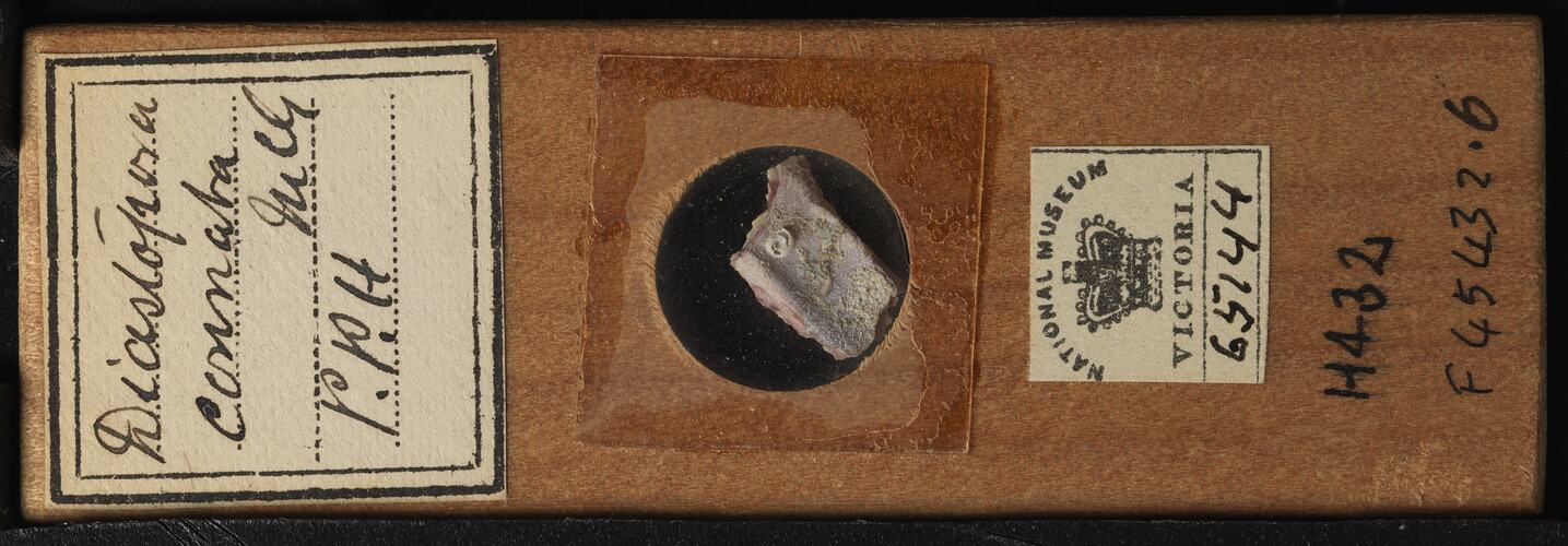 Bryozoan specimen in wooden microslide with handwritten labels.