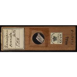 Bryozoan specimen in wooden microslide with handwritten labels.