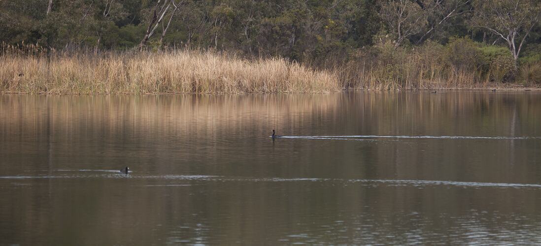 Two black birds on lake.