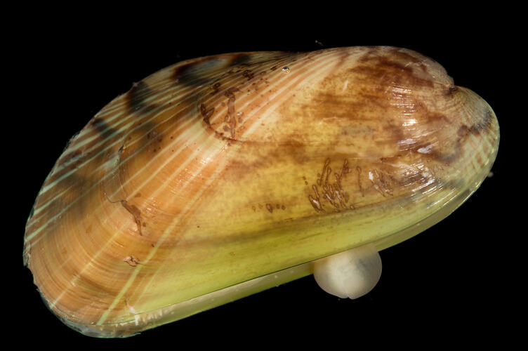 Green and brown bivalve against black background.