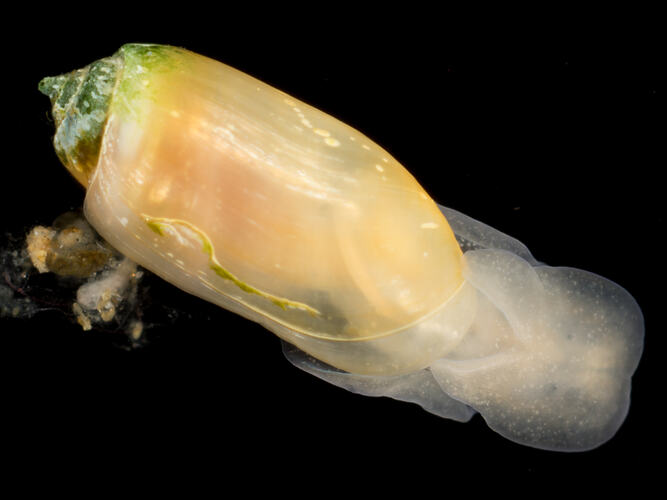 Marine snail with long cream shell and white body against black background.